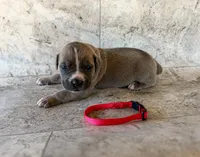 Red Collar, a male Cane Corso for sale in Catawba, NC – Photo 4 of 5