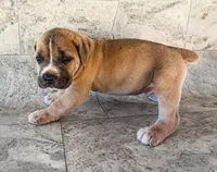 Red Collar, a male Cane Corso for sale in Catawba, NC – Photo 3 of 5