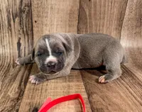Red Collar, a male Cane Corso for sale in Catawba, NC – Photo 5 of 5