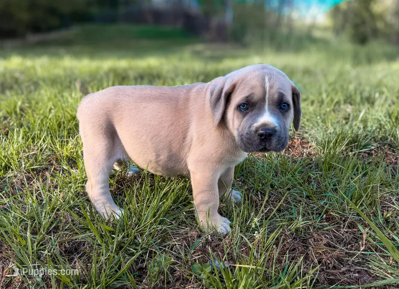 Red Collar – Cane Corso puppy for sale in Catawba, NC