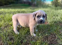 Red Collar, a male Cane Corso for sale in Catawba, NC – Photo 1 of 5