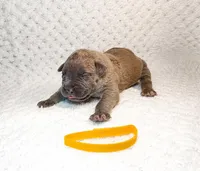 Yellow Collar, a male Cane Corso for sale in Catawba, NC – Photo 4 of 4