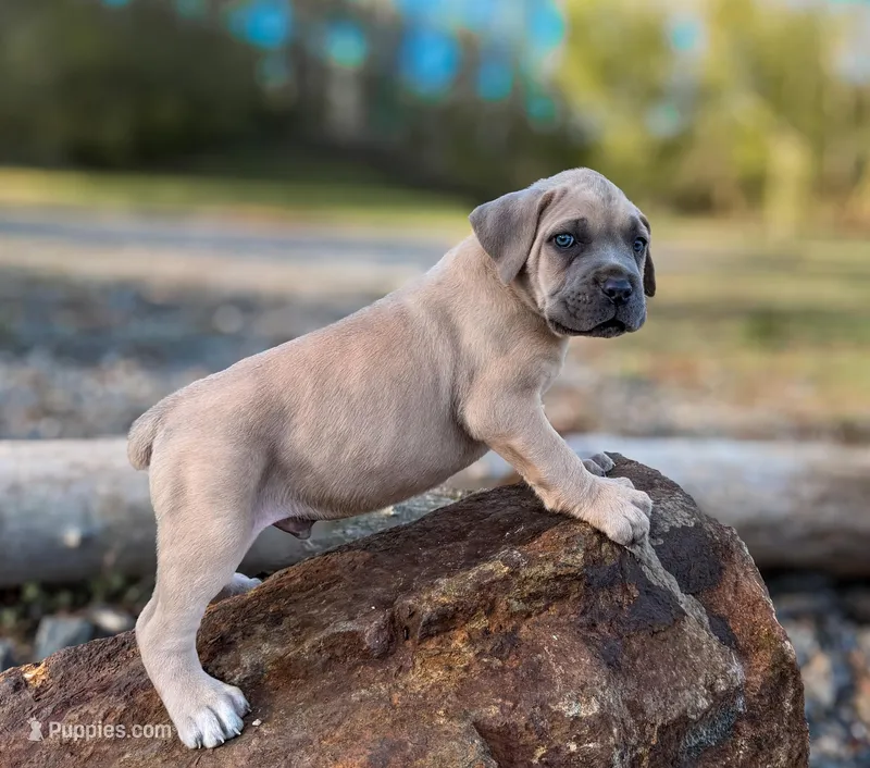 Yellow Collar – Cane Corso puppy for sale in Catawba, NC