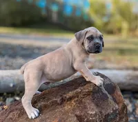 Yellow Collar, a male Cane Corso for sale in Catawba, NC – Photo 1 of 4
