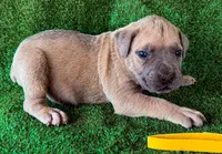 Yellow Collar, a male Cane Corso for sale in Catawba, NC – Photo 2 of 4