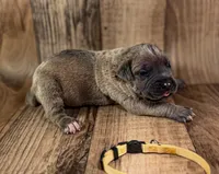 Yellow Collar, a male Cane Corso for sale in Catawba, NC – Photo 3 of 4