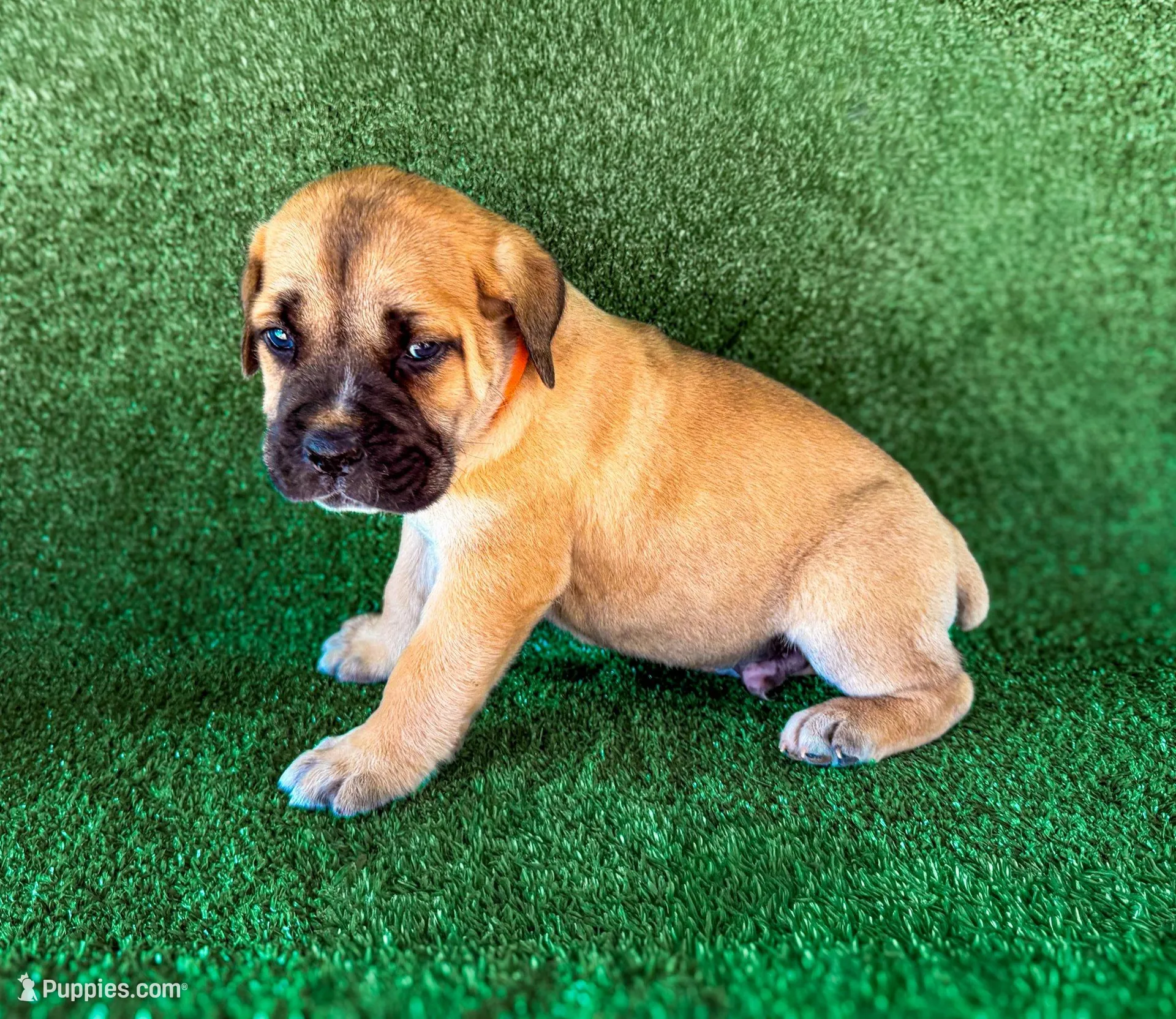 Orange Collar – Cane Corso puppy for sale in Catawba, NC