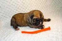 Orange Collar, a male Cane Corso for sale in Catawba, NC – Photo 3 of 4