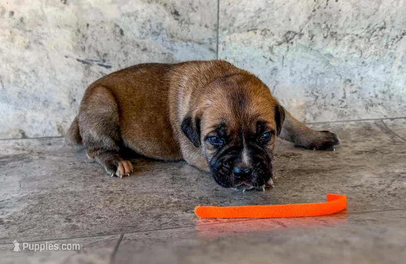Orange Collar – Cane Corso puppy for sale in Catawba, NC