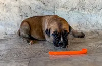 Orange Collar, a male Cane Corso for sale in Catawba, NC – Photo 1 of 4