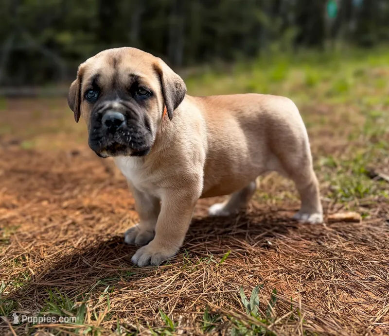 Orange Collar – Cane Corso puppy for sale in Catawba, NC