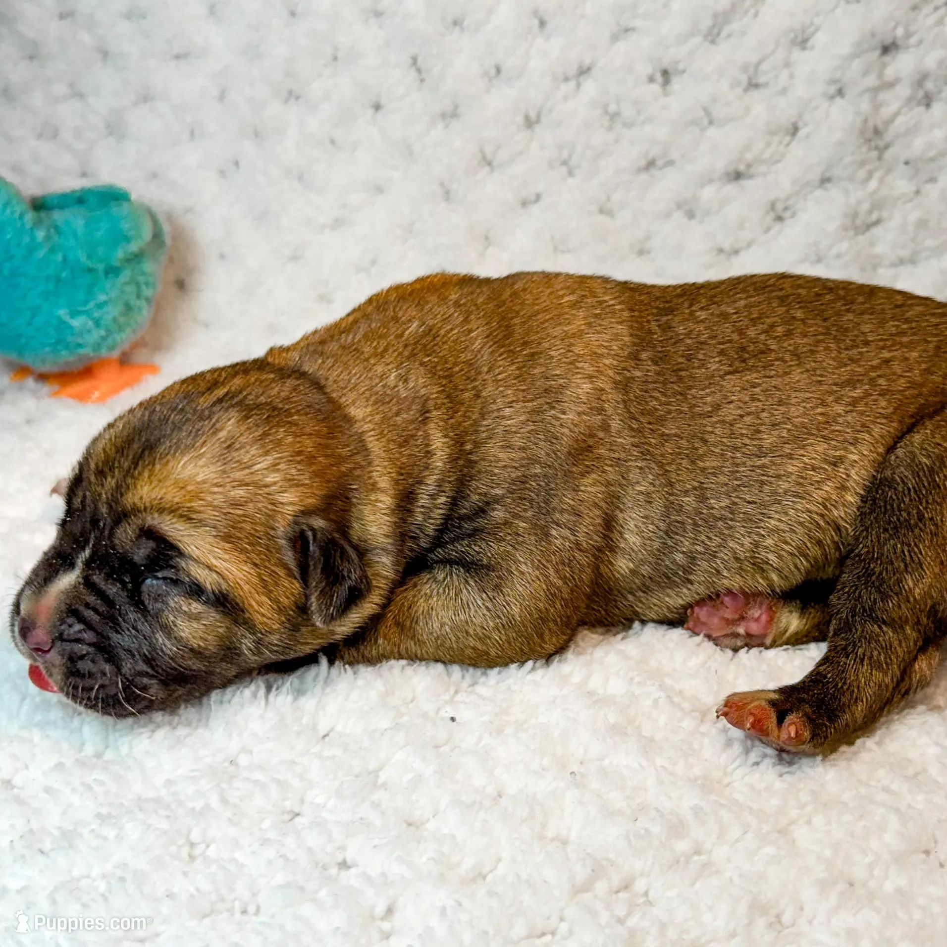 Orange Collar, a male Cane Corso for sale in Catawba, NC – Photo 2 of 4