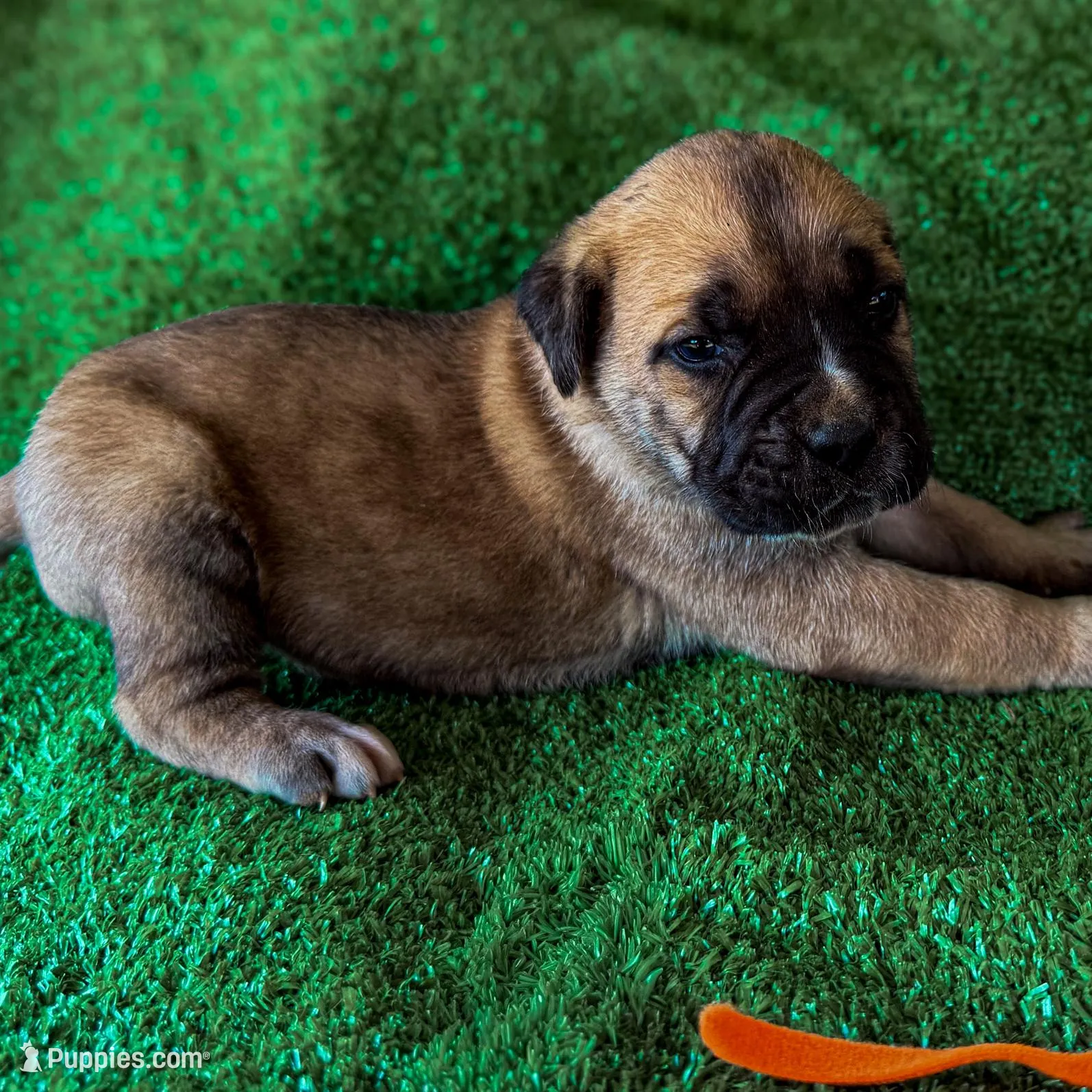 Orange Collar, a male Cane Corso for sale in Catawba, NC – Photo 4 of 4