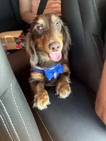 Oliver, a male Miniature Dachshund for sale in Wildwood, FL – 3 of 3