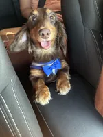 Oliver, a male Miniature Dachshund for sale in Wildwood, FL – 1 of 3