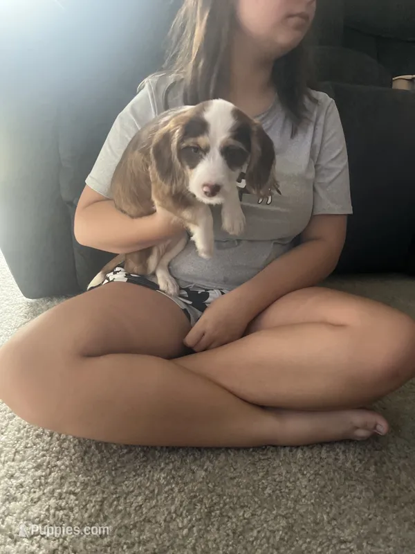 Chloe  – Chiweenie puppy for sale in Wildwood, FL