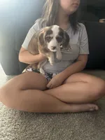 Chloe , a female Chiweenie for sale in Wildwood, FL – 1 of 1