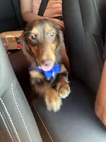 Oliver, a male Miniature Dachshund for sale in Wildwood, FL – 2 of 3