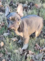 Yours, a male French Bulldog for sale in Douglasville, GA – Photo 4 of 10