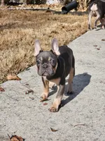 Yours, a male French Bulldog for sale in Douglasville, GA – Photo 8 of 10