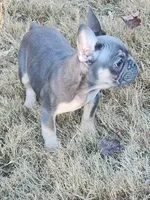 Yours, a male French Bulldog for sale in Douglasville, GA – Photo 1 of 10