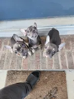 Yours, a male French Bulldog for sale in Douglasville, GA – Photo 10 of 10