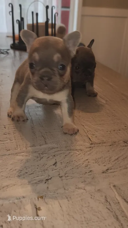 Female  – French Bulldog puppy for sale in Douglasville, GA