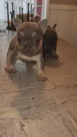 Female , a female French Bulldog for sale in Douglasville, GA – 1 of 9