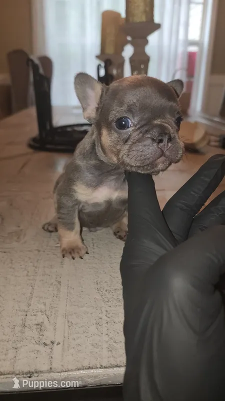 Male – French Bulldog puppy for sale in Douglasville, GA