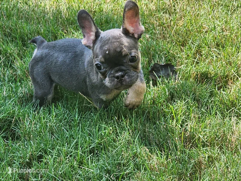 Male – French Bulldog puppy for sale in Douglasville, GA