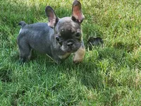 Male, a male French Bulldog for sale in Douglasville, GA – 1 of 9