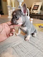 Female , a female French Bulldog for sale in Douglasville, GA – 4 of 9