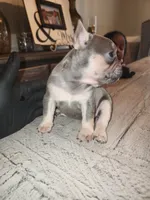 Female , a female French Bulldog for sale in Douglasville, GA – 8 of 9