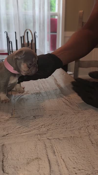 Female , a female French Bulldog for sale in Douglasville, GA – 9 of 9
