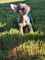 Female , a female French Bulldog for sale in Douglasville, GA – 9 of 9