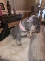 Female , a female French Bulldog for sale in Douglasville, GA – 7 of 9