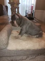 Male, a male French Bulldog for sale in Douglasville, GA – 8 of 10