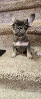 Male, a male French Bulldog for sale in Douglasville, GA – 5 of 9