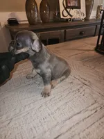 Male, a male French Bulldog for sale in Douglasville, GA – 9 of 10