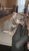 Female , a female French Bulldog for sale in Douglasville, GA – 2 of 9