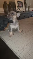 Female , a female French Bulldog for sale in Douglasville, GA – 3 of 9