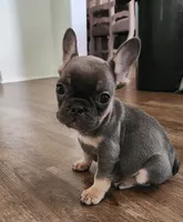 Male, a male French Bulldog for sale in Douglasville, GA – 6 of 9