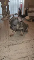 Male, a male French Bulldog for sale in Douglasville, GA – 6 of 10