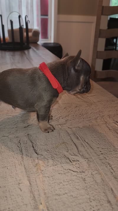 Male, a male French Bulldog for sale in Douglasville, GA – 10 of 10