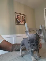 Male, a male French Bulldog for sale in Douglasville, GA – 7 of 10
