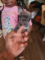 Male, a male French Bulldog for sale in Douglasville, GA – 4 of 10