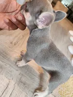 Female , a female French Bulldog for sale in Douglasville, GA – 5 of 9