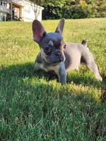 Female , a female French Bulldog for sale in Douglasville, GA – 1 of 9