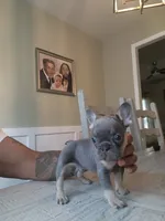 Male, a male French Bulldog for sale in Douglasville, GA – 3 of 10
