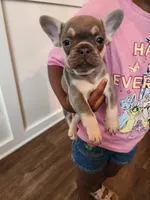 Female , a female French Bulldog for sale in Douglasville, GA – 6 of 9